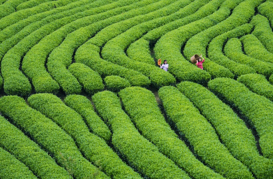 匠心打造 品質(zhì)呈現(xiàn)——駒龍小罐系列新品線上商城隆重上線